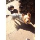 CHRISTA, Yorkshire Terrier - Hündin