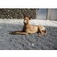 CHRISTO, Podenco Canario - Rüde