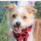 CHULI - Ubeda, Terrier-Mischling, kastriert - Hündin