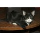 CHULIN, Europäische Kurzhaarkatze - Kater