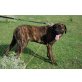 CHURCHILL - wunderschöner, freundlicher Riese, Mastiff - Rüde