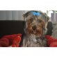CICCO, Yorkshire Terrier - Rüde