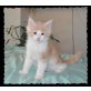 CICERO, Maine Coon - Kater