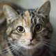 CIELO ... PRINZESSIN SUCHT FAMILIE! - Katze