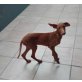CILLY, Podenco Canario Welpen - Hündin