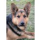 CIMO, Pflegestelle Niederösterreich, Toller Bursche!AufgeweckterCollie-Schäfer-Mix - Rüde