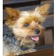 CINDY 7, Pflegestelle Niederösterreich, quirlige, aktive YORKIE - Hündin