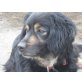 CINDY 9, Pflegestelle Salzburg, liebe KUSCHELMAUS! Spanielmix - Hündin