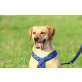 CINDY, Labrador-Mischlingshündin - Hündin