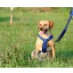 CINDY, Labrador-Mischlingshündin - Hündin