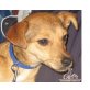 CINDY, Pinscher  Mix - Hündin
