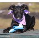 CINDY, Schnauzer-Mischlingshündin - Hündin