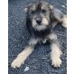 CINDY, Süßer Mix Welpen - Hündin