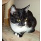 CINDY, Tierschutz - Katze