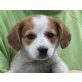 CINTIA, Cavalier King Spanielmix,Pflegestelle NÖ Welpen - Hündin