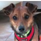 CIO - Ubeda, Pinscher Mischling, kastriert - Rüde