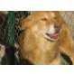 CIPOLLA ein Herz voller Liebe, Collie - Mix - Hündin