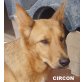 CIRCON.. ist ein toller Junghund!, Mischling - Rüde
