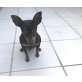 CIRO, Pinscher - Rüde