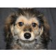 CITO, Sheltie/Dackelmix, Pflegestelle Nö Welpen - Rüde