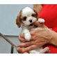CKCHSP von Ebenthal, Cavalier King Charles Spaniel Welpen - Rüde