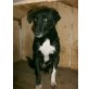 CLARA, Ruhige Hundedame sucht ihre Menschen - Hündin