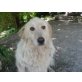 CLARETTA auf der Suche nach Liebe, Maremmano - Collie Mix - Hündin