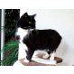 CLAUDIA   Tierschutzkatze - Katze