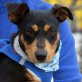 CLAUDIA - Ubeda, Bodeguero-Andaluz-Mischling, kastriert - Hündin