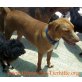 CLEA, Pharaonenhund Mix - Hündin