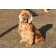 CLEMENTINE, Pflegestelle Burgenland, anhänglicher, rüstige ältere Spaniel - Hündin