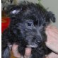 CLEO, Cairn Terriermix,Pflegestelle Nö Welpen - Hündin
