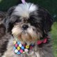 CLEO - Linares, Shih Tzu, kastriert - Hündin