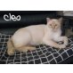 CLEO.. mit den himmelblauen Augen!, Sia - Katze