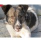 CLEOPATRA II, Australian Shepherd Mix, - Hündin