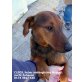 CLEOS, Dackel-Deutscher Jagdterrier-Mix - Rüde