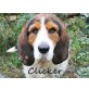 CLICKER.. ein absoluter Traumhund!, Griffon-Mischling - Rüde