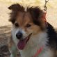 CLIFF - Ubeda - Notfall, Welsh-Corgie-Mischling, kastriert - Rüde