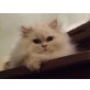 CLOUD from Styrianland, Perser - Kater