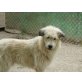 CLYDE einfach zauberhaft, BRIARD - Mix - Rüde