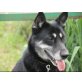 COCA, aktive,verträgliche Schäferhundmischlings - Hündin