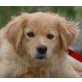 COCCO 3, Pflegestelle Wien, GERADE NOCH GERETTET - Retriever/Spitzmix - Hündin