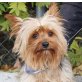 COCCO, Yorkshireterrier, kastriert - Rüde