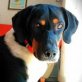 COCO 2 ... EIN GANZ LIEBEVOLLER HUND! - Rüde