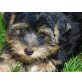 COCO, Ein Yorkshire Terrier Zwerg zum verlieben ! - Rüde