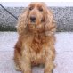COCO, Englischer Cockerspaniel - Hündin