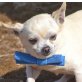 COCO - Linares, Chihuahua - kastriert - Rüde