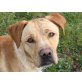 COCO, von seinen Menschen enttäuscht/Labrador - Rüde