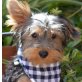 COCY - unkastriert, Yorkshire-Terrier-Mischling Welpen - Rüde