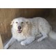 CODA eine bezaubernde Dame, Maremmaner Hirtenhund - Hündin